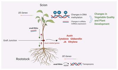 Vegetable Grafting From a Molecular Point of View: The Involvement of Epigenetics in Rootstock-Scion Interactions
